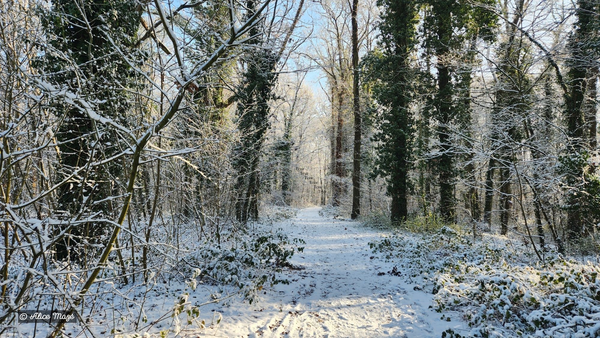 Hiver-2026-Alice-Maze-1.jpg