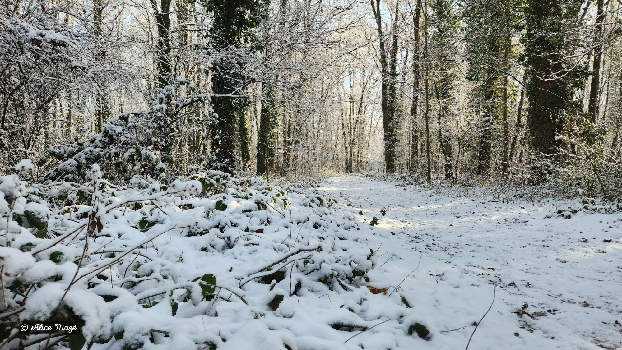 Hiver-2026-Alice-Maze-2.jpg