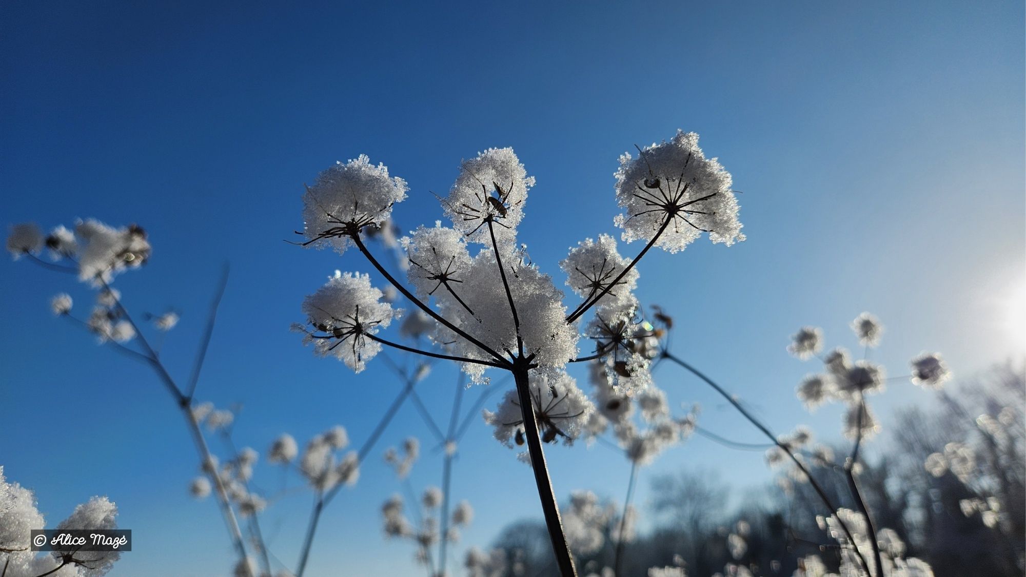 Hiver-2026-Alice-Maze-3.jpg Hiver-2026-Alice-Maze-3.jpg