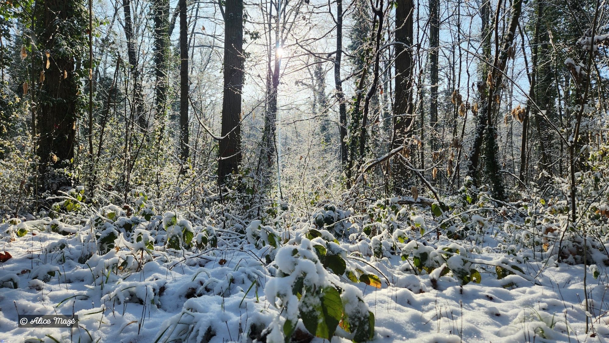 Hiver-2026-Alice-Maze-4.jpg Hiver-2026-Alice-Maze-4.jpg