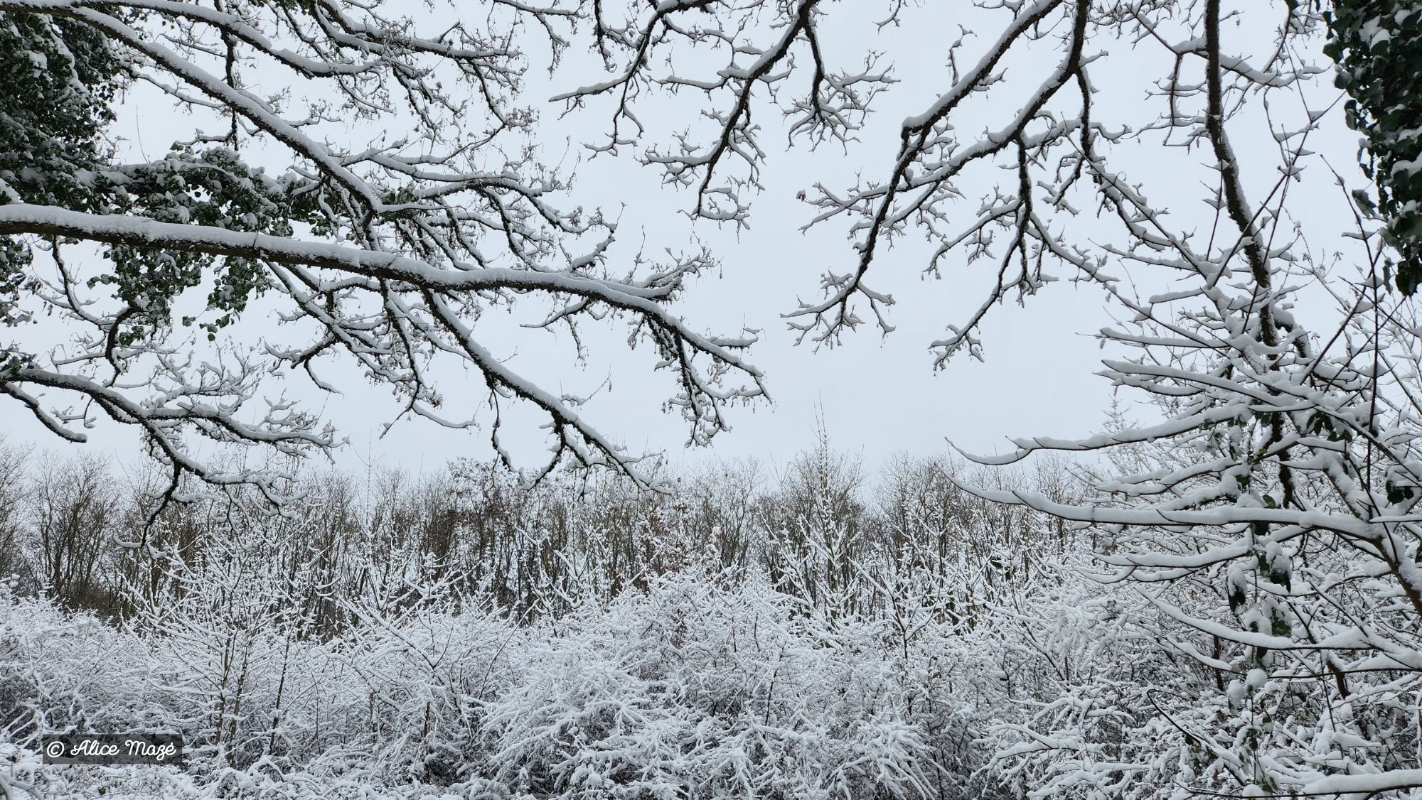 Hiver-2026-Alice-Maze-7.jpg Hiver-2026-Alice-Maze-7.jpg